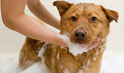 Dog Being Washed